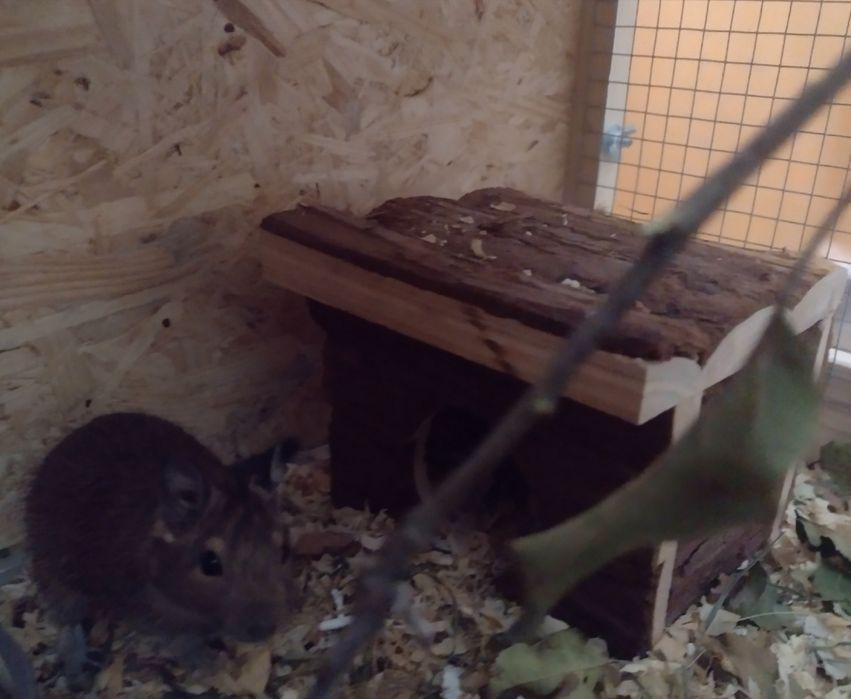 Sprzedam dwie koszatniczki razem z klatka