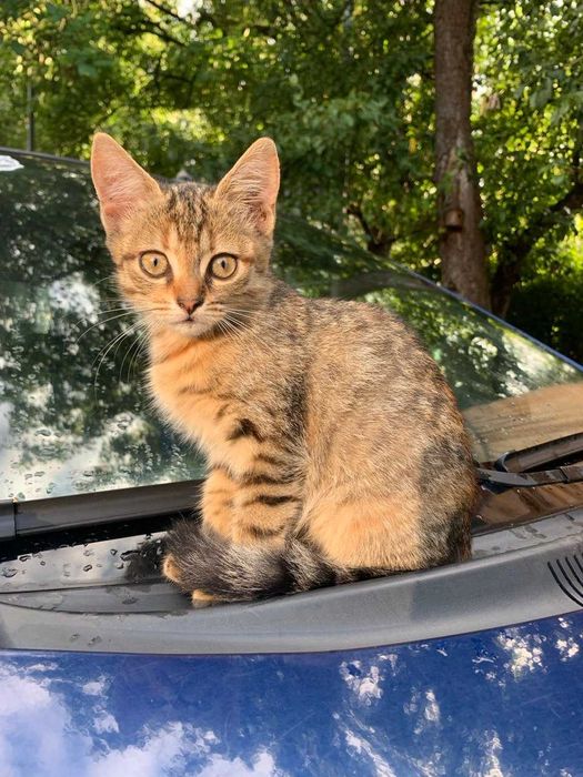 2 котенка (мальчик и девочка) ищут дом.