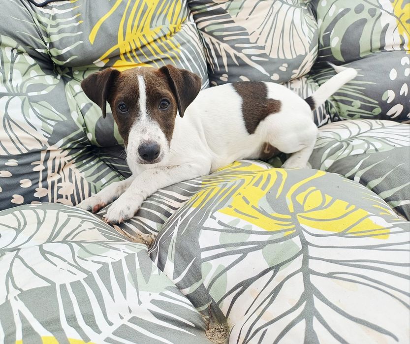 Piesek Jack Russell Terier 4 miesieczne