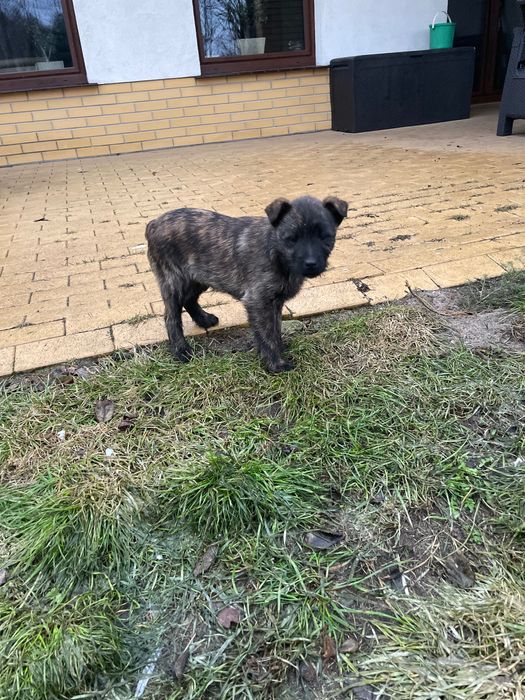 Kundelka oddam w dobre ręce