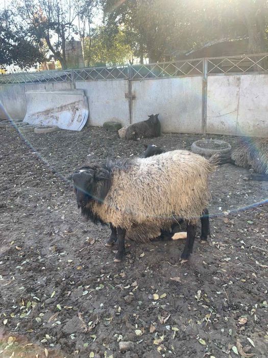 Романовские овцы (баран, овца, ягниця, вівця)