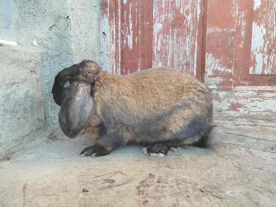 Кролики Французький баран