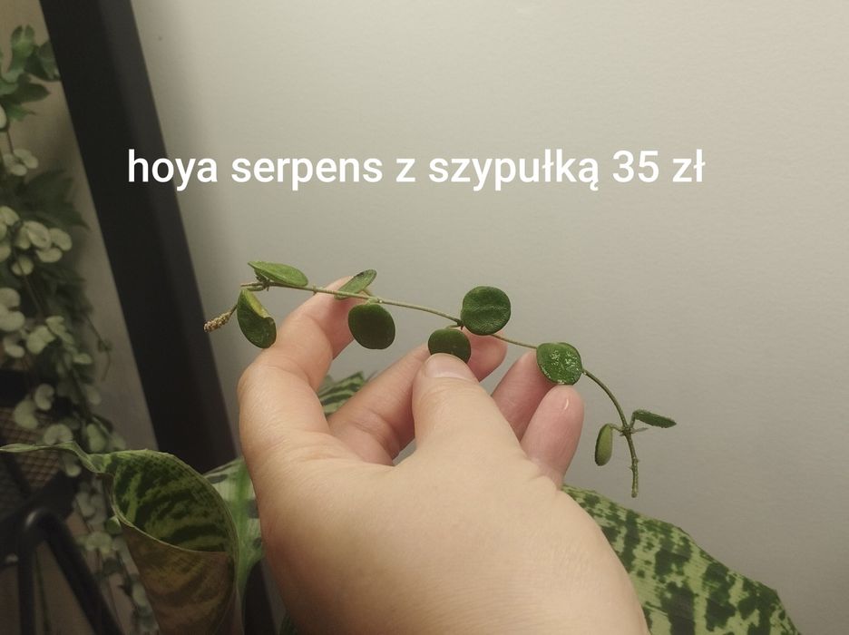 Hoya serpens hoja cięta szypułki kwiatowe