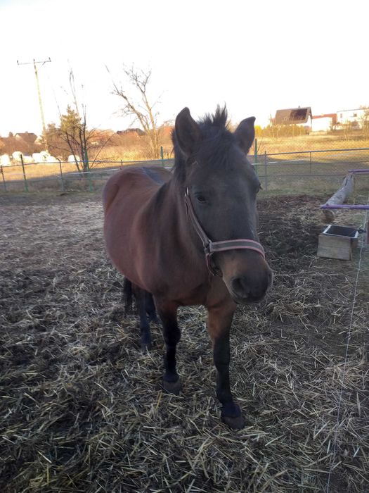 Sprzedam klacz Rasy Hoculskiej