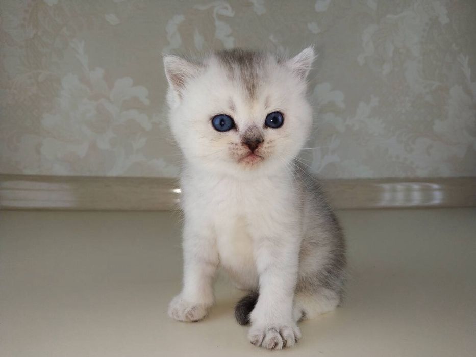 Шотландские котята серебристые шиншиллы страйтики