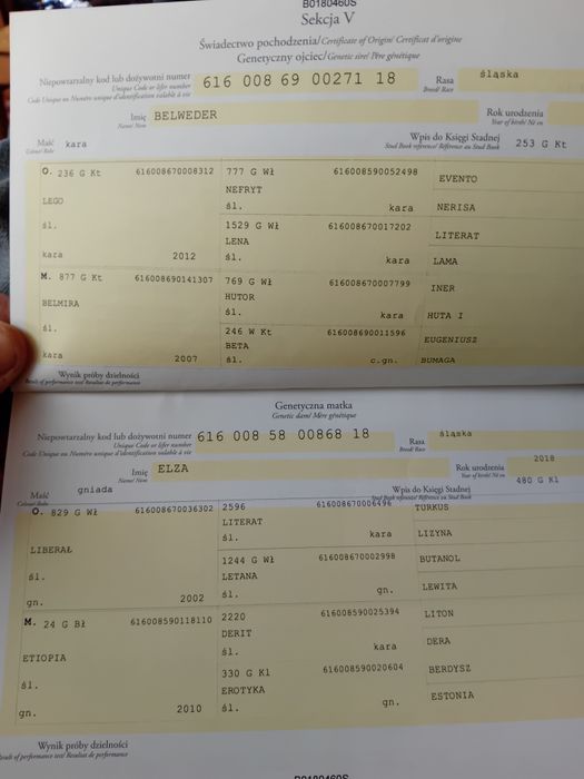 Klacz Śląska po rodzicach z licencją