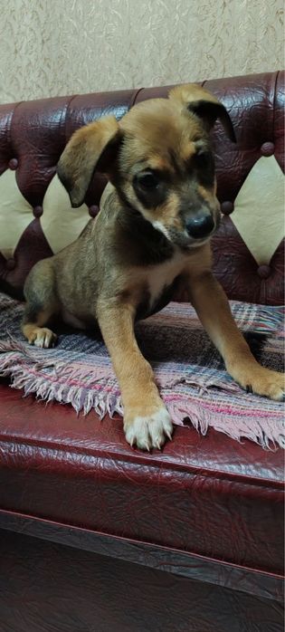 Віддамо в добрі руки