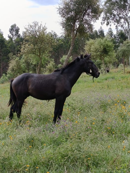 Poldro Lusitano ruço com livro azul
