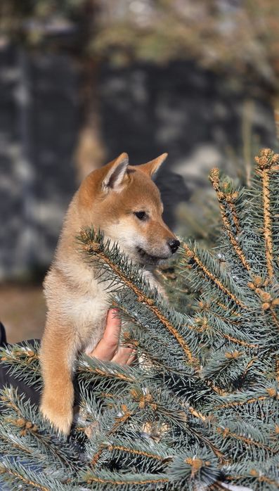 Шиба хлопчик , документи