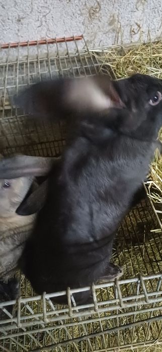 Coelhos de excelente porte