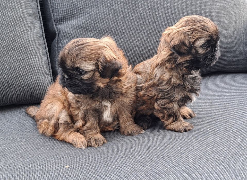 Shih tzu  suczka  mała