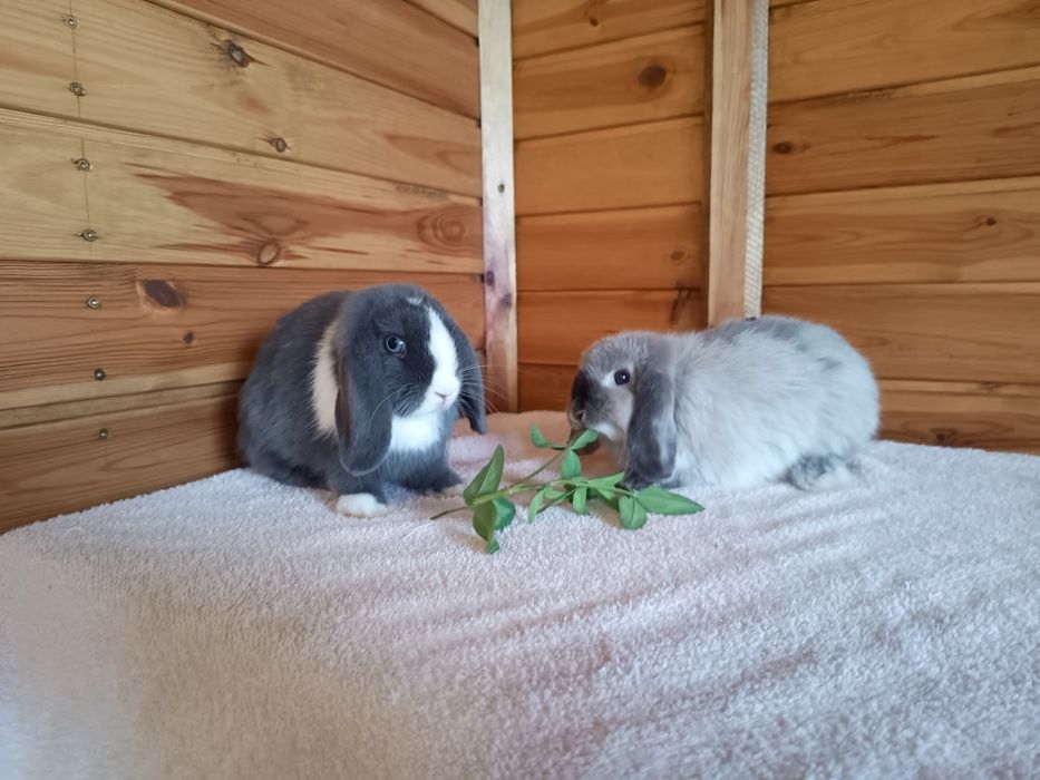 Króliki miniaturki mini loop mini lop