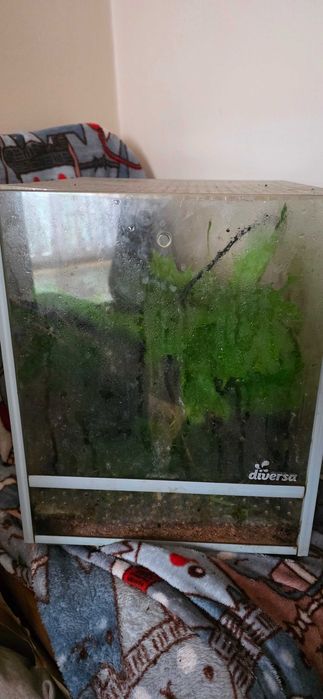 Terrarium z  straszykami filipinskimi