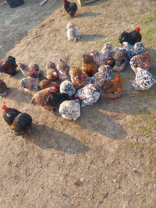 Jaja lęgowe kochin miniaturowy karzełek