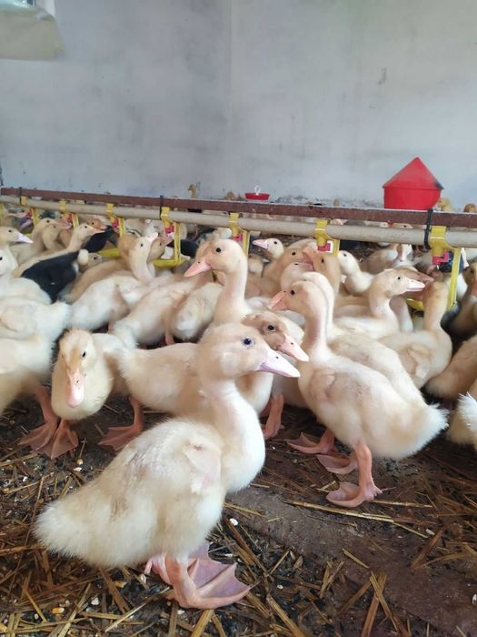 качки утки підрощені каченята орвія голубий фаворит