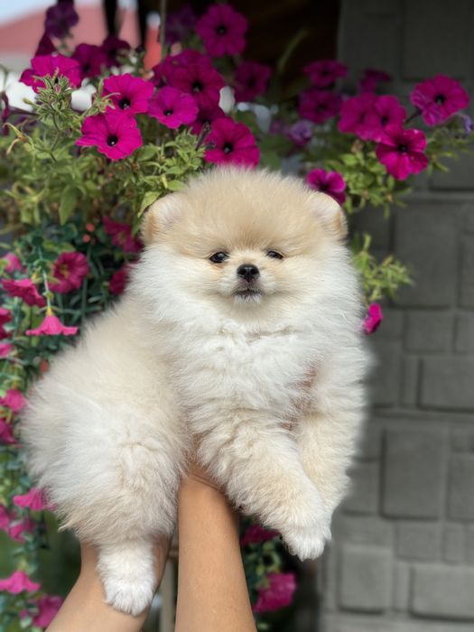 Вязка шпіц , ведмедик