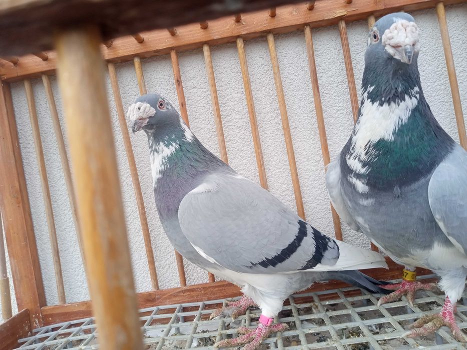 Gołębie staropolskie, gołąb staropolskie