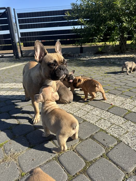 Buldog francuski suczka