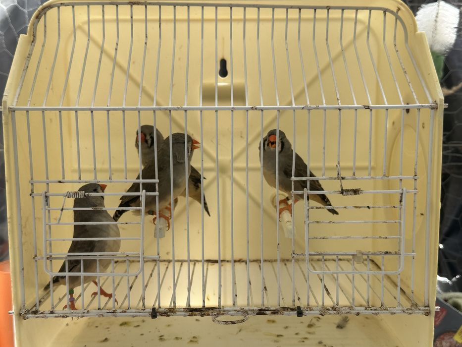 Mandarins de exposição