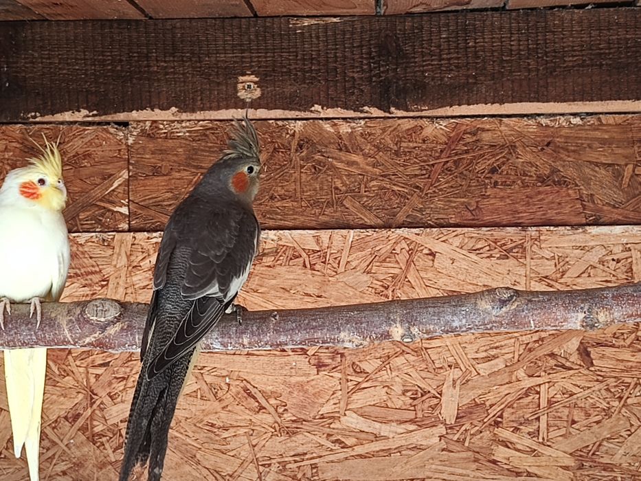 Nimfa wystawowa młoda