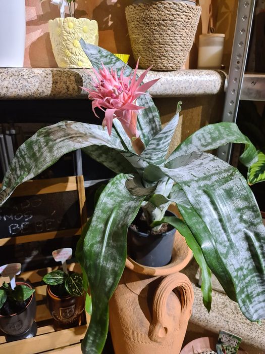 Bromélia Aechmea Fasciata