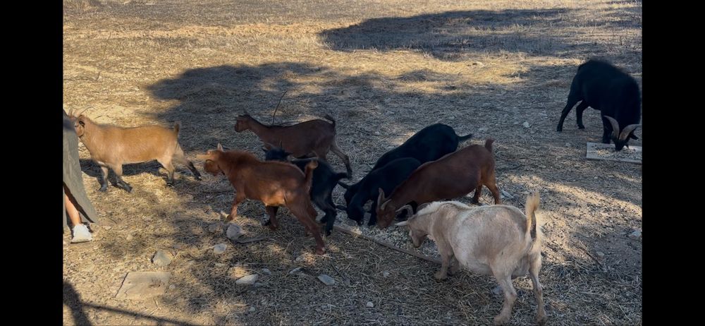 Vendo cabras medio porte