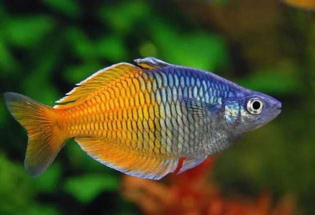 Cetarius - Tęczanka Boesemana duża