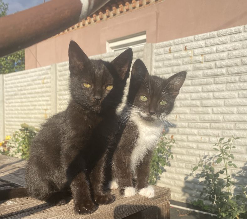 Кошенята в добрі руки