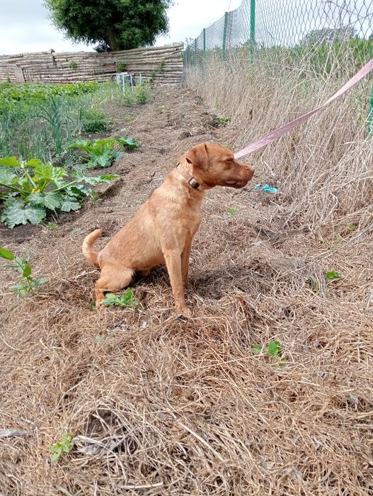 Pies Pettardale Terrier