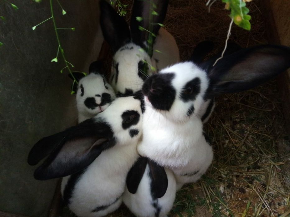 Продам кроликов разных пород