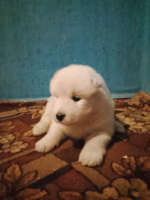 Продам самоїдіків