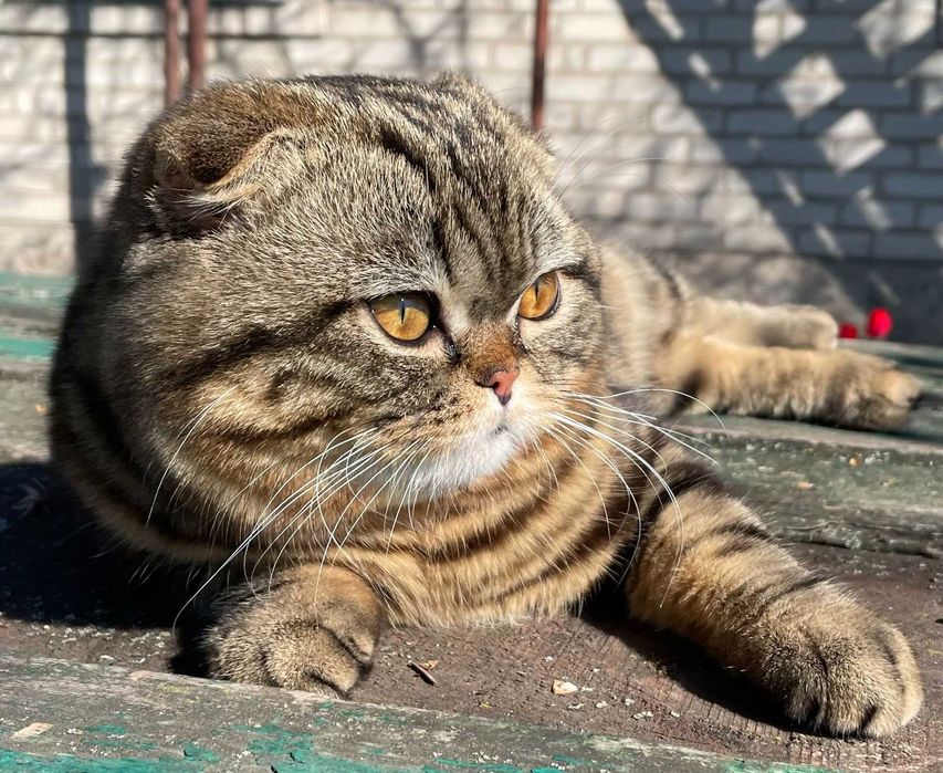 В'язка кота Скотіш-фолд Scottish Fold шотландський висловухий
