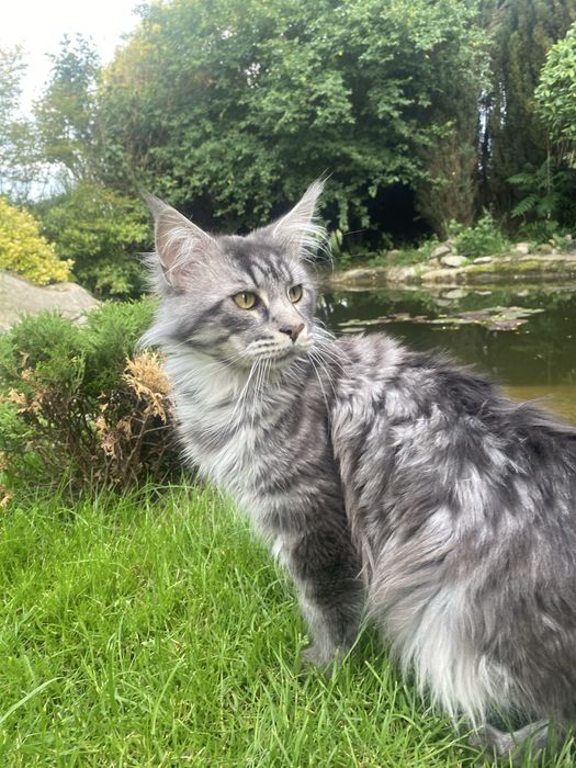 MAINE COON - kotka