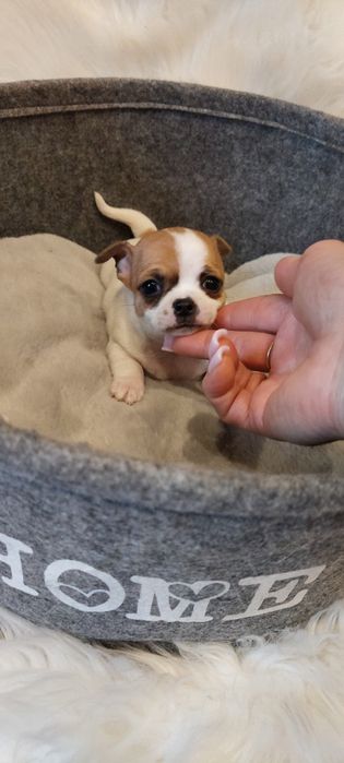 ZAREZERWOWANA !! Chihuahua malutka urocza sunia