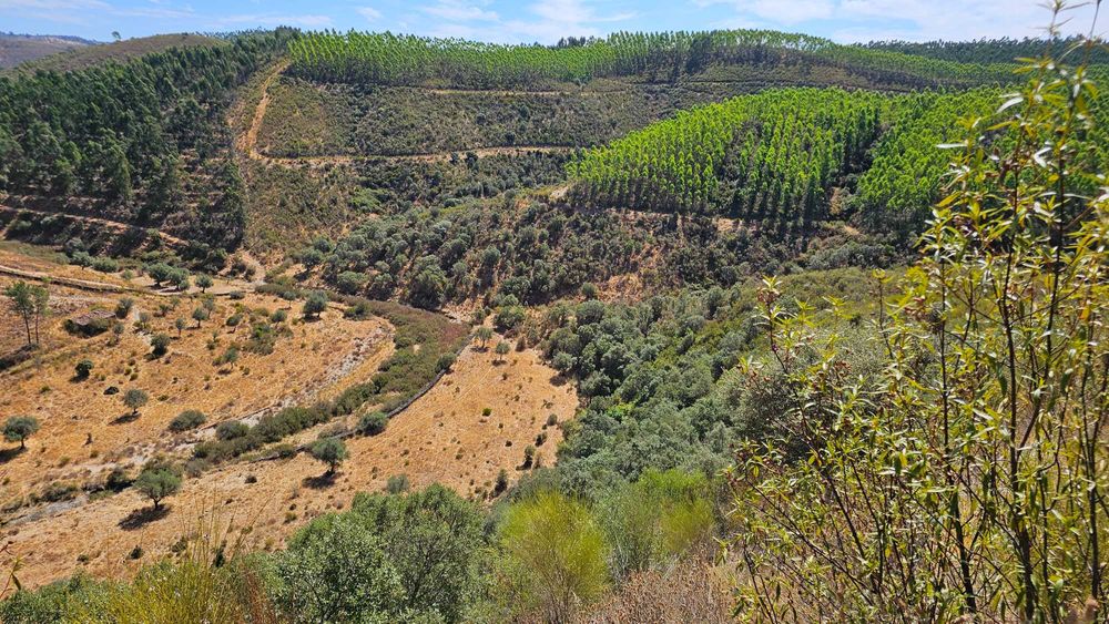 Terreno Rústico com 43 Hectares em Nisa, Portalegre