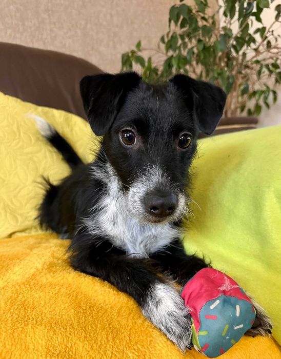 Bystrzak do adopcji - Dexter!