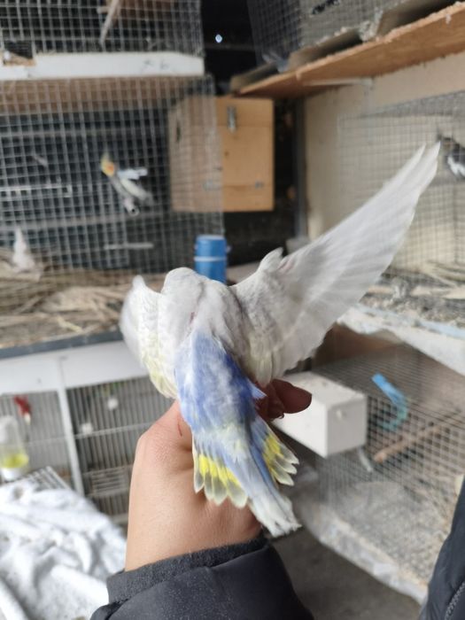 Casal de piriquitos arco-íris (irmãos )