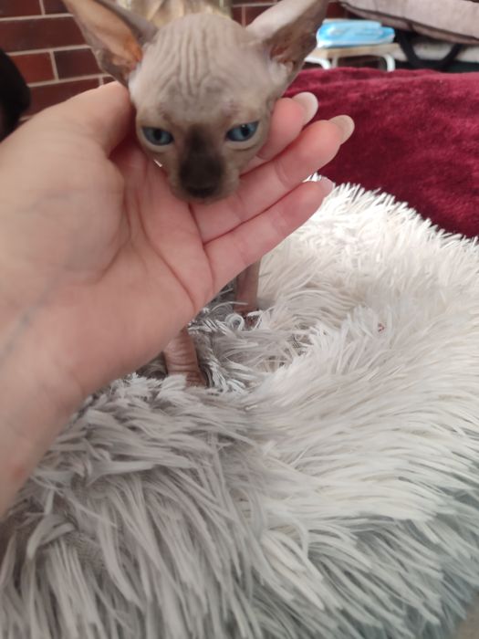 Кошенята сфінкс продаж