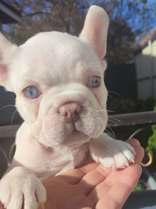 Щенки Шоу класса