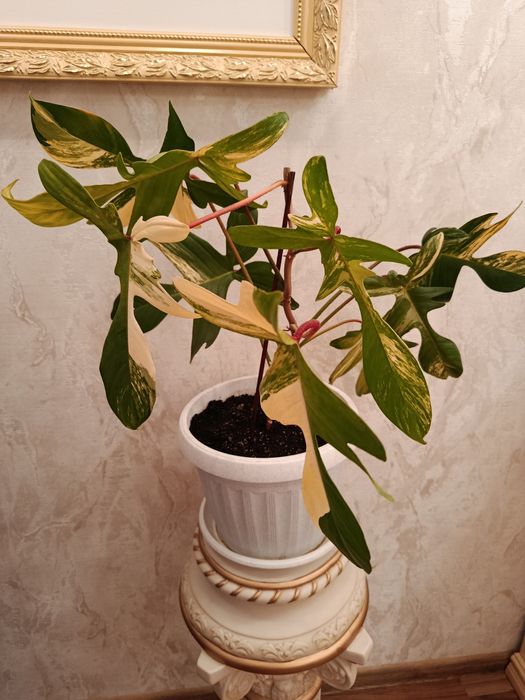 Magic Mack variegated