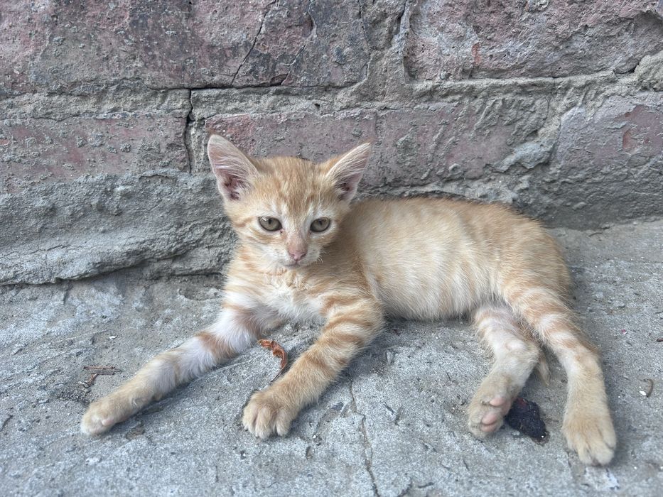 Кошенята в добрі руки