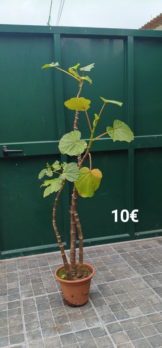 Plantas e suculentas