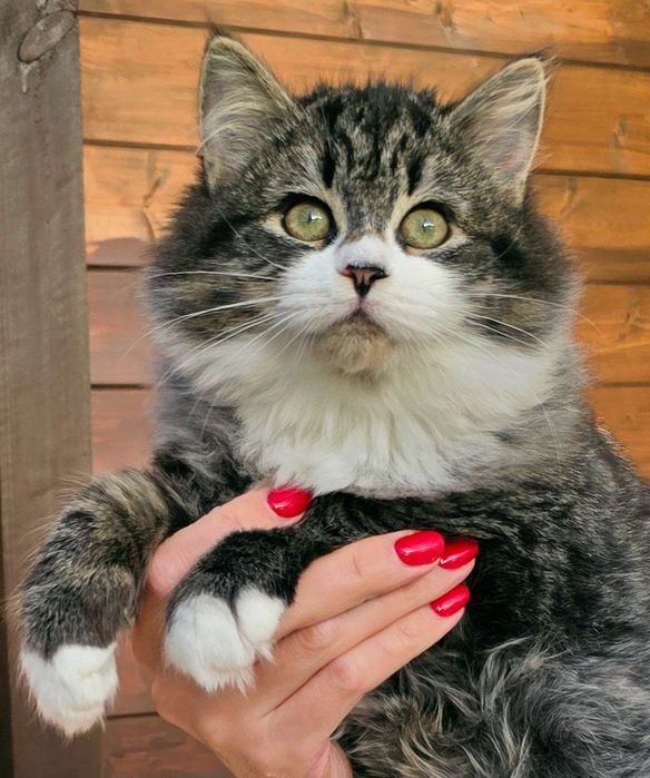 Kotka syberyjska FPL rodowód