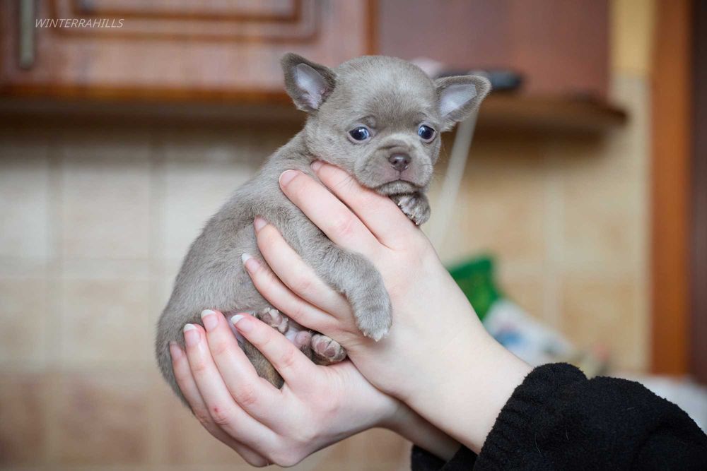 Неймовірні хлопачки чихуахуа КСУ