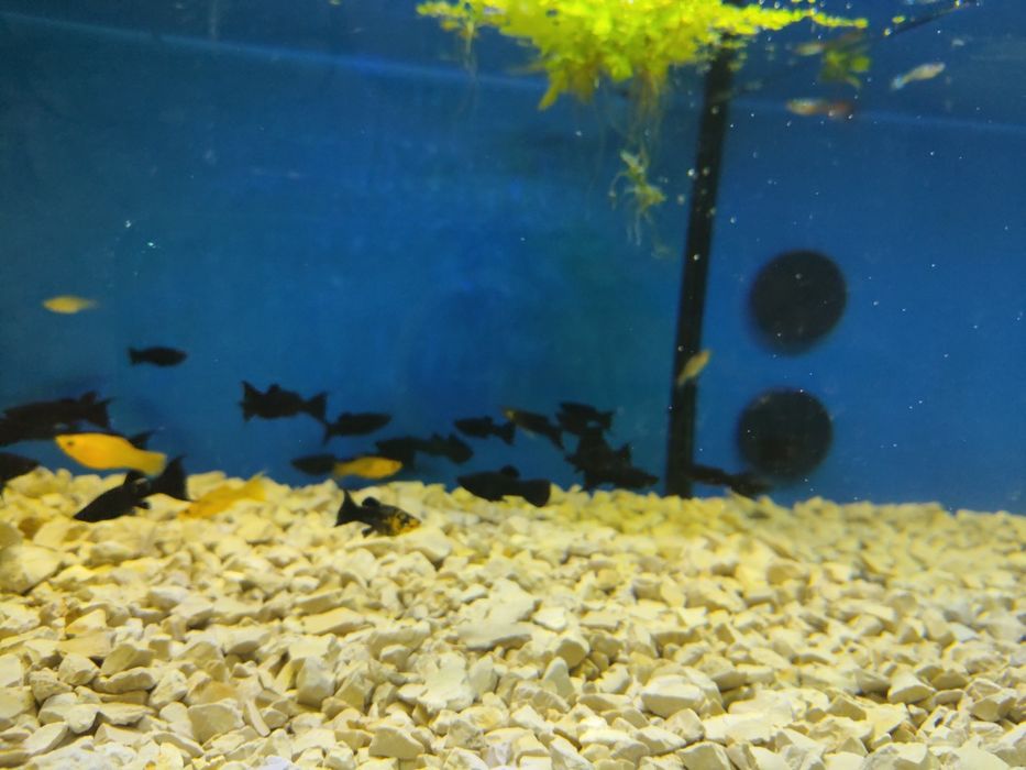 Mollys  variadas