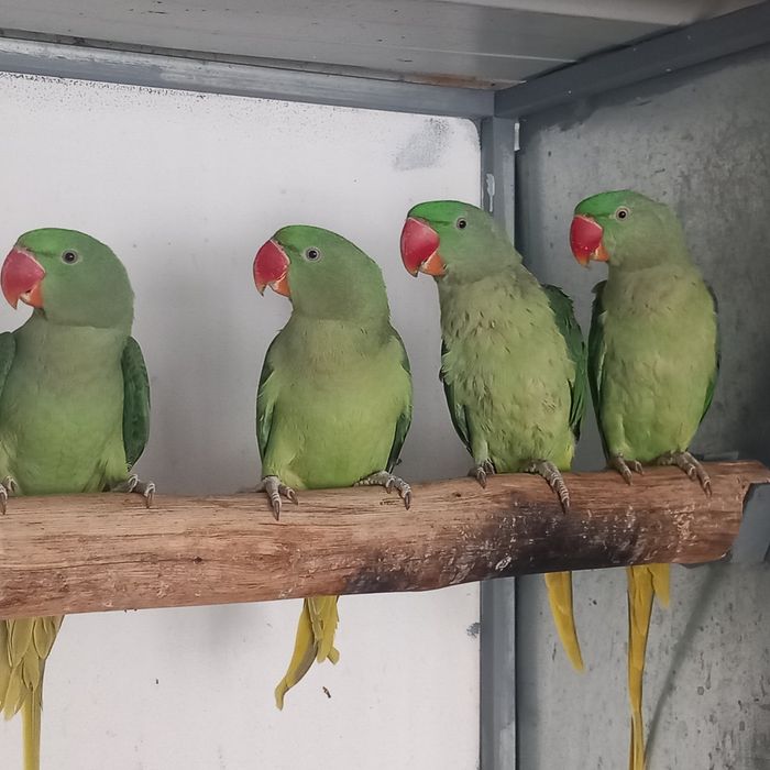 Grandes Alexandrinos