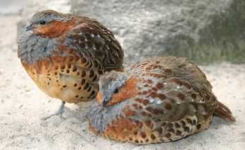 Perdiz de Bambu Chinesa