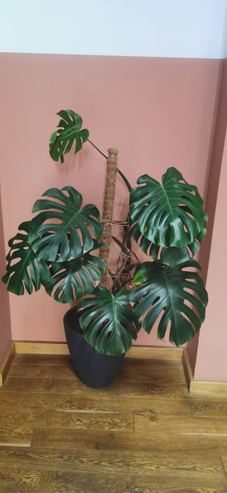 Monstera dziurawa z doniczką wysokość 150cm