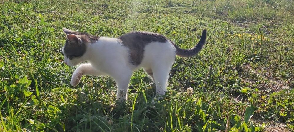 Kotki psotki,  brat i siostra