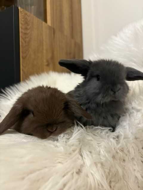 Króliki baranek miniaturka karzełek mini lop
